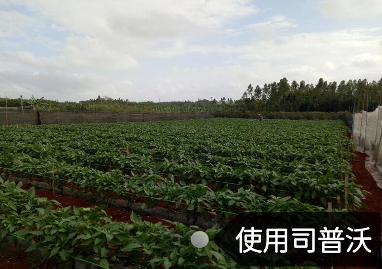 水溶肥的神奇奧秘，作物黃化也能治