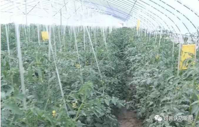 番茄卷葉不只是因?yàn)楦邷睾洼喿髂敲春?jiǎn)單，葉片“向上卷”和“向下卷”也不一樣！