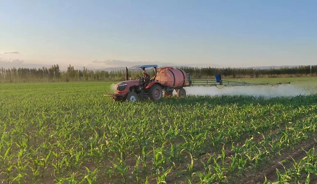 如何防止玉米倒伏？做好這三點(diǎn)*關(guān)鍵?。?！