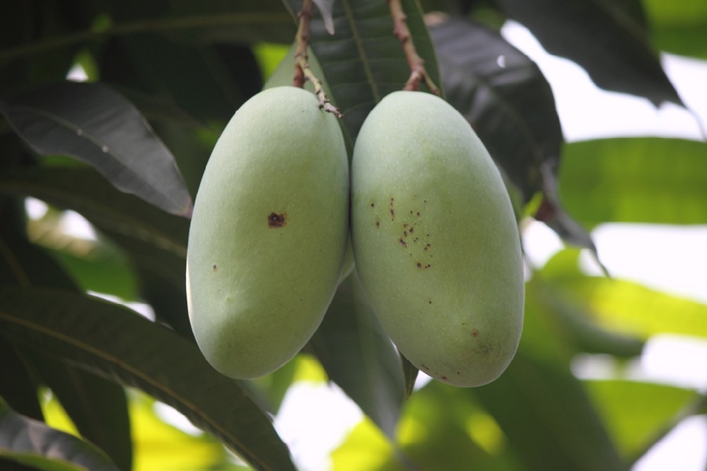 芒果補(bǔ)鈣竟這么重要，你補(bǔ)鈣了嗎？司普沃提醒大家要給芒果補(bǔ)鈣了