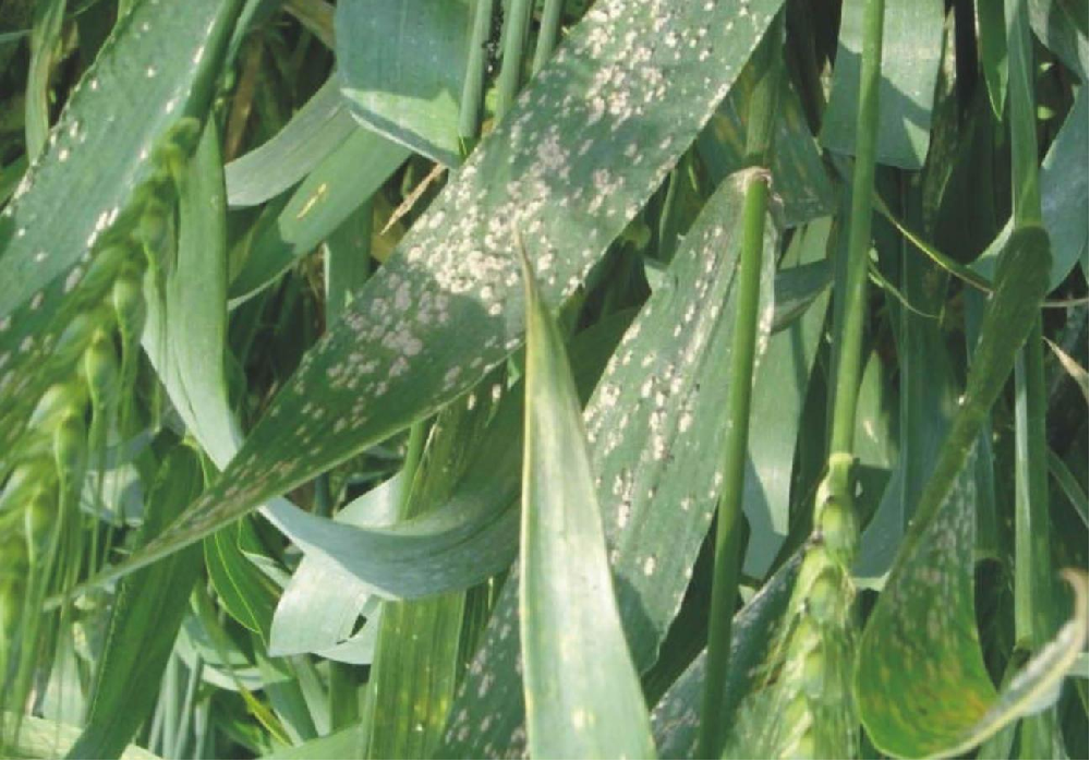小麥葉面出現(xiàn)白色霉點(diǎn)，原因和預(yù)防方法來(lái)了