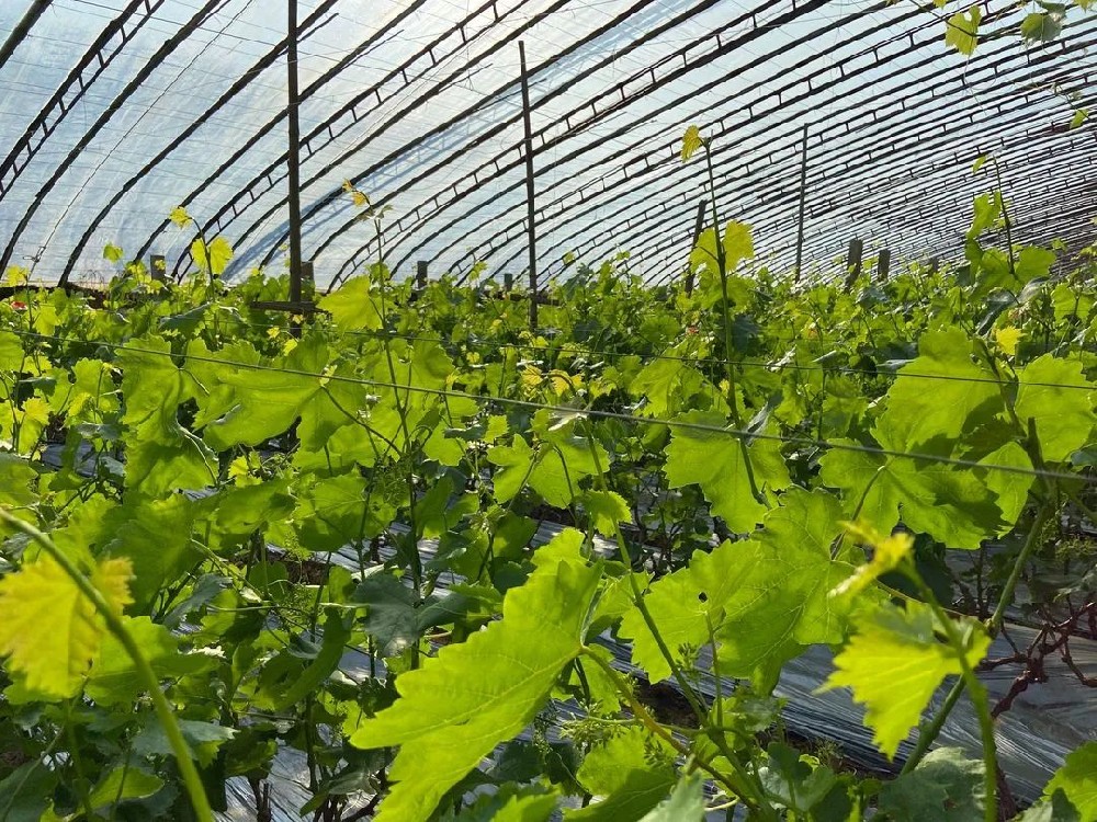 葡萄春管謹(jǐn)記這些要點(diǎn)！促進(jìn)葡萄豐產(chǎn)！